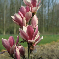 Магнолія біло рожева Magnolia Fragrant Cloud (C3) Магнолія біло рожева Magnolia Fragrant Cloud (C3)