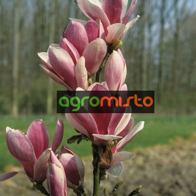 Магнолія біло рожева Magnolia Fragrant Cloud (C3)