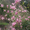 Магнолія рожева Magnolia Galaxy (С15) Магнолія рожева Magnolia Galaxy (С15)