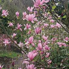 Магнолія рожева Magnolia Galaxy (С15) Магнолія рожева Magnolia Galaxy (С15)