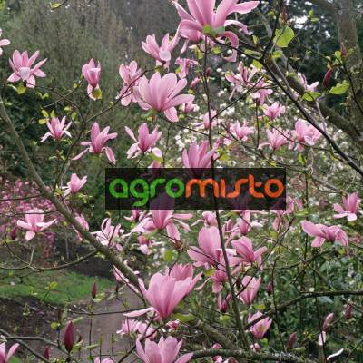 Магнолія рожева Magnolia Galaxy (С15)