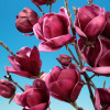 Магнолія фіолетова Magnolia Genie (С5)