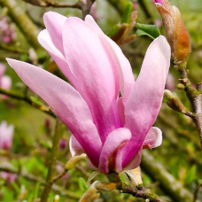 Магнолія рожева Magnolia George Henry Kern (С3) Магнолія рожева Magnolia George Henry Kern (С3)