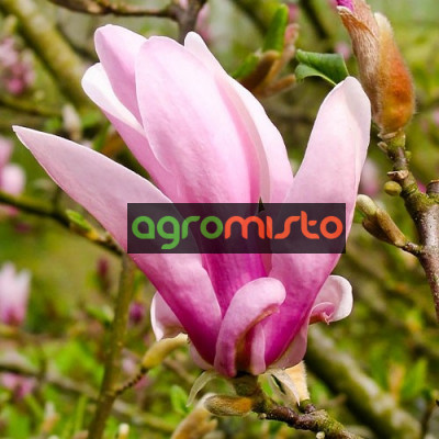 Магнолія рожева Magnolia George Henry Kern (С3)