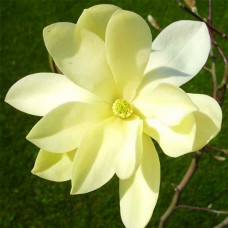Магнолія жовта Magnolia Gold Star (С3) Магнолія жовта Magnolia Gold Star (С3)