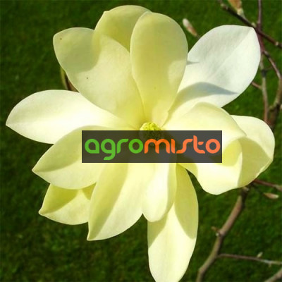 Магнолія жовта Magnolia Gold Star (С3)