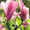 Магнолія рожева Magnolia Ricky (С3) Магнолія рожева Magnolia Ricky (С3)