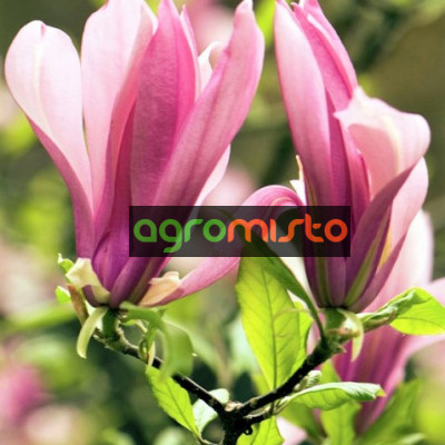 Магнолія рожева Magnolia Ricky (С3)