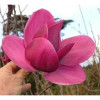 Магнолія рожева Magnolia Shirazz (С3) Магнолія рожева Magnolia Shirazz (С3)