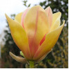 Магнолія кремово рожева Magnolia Sunsatione ()