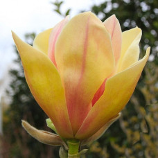 Магнолія кремово рожева Magnolia Sunsatione ()