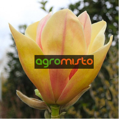 Магнолія кремово рожева Magnolia Sunsatione ()