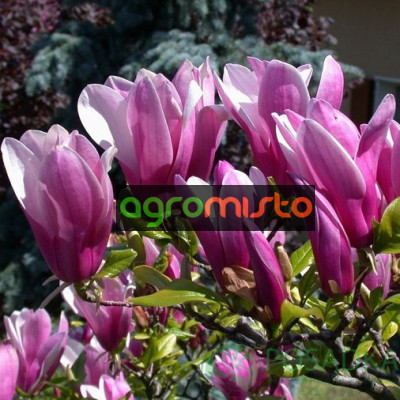 Магнолія рожево фіолетова Magnolia Susan ()