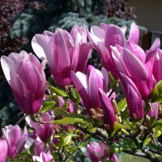 Магнолія рожево фіолетова Magnolia Susan ()