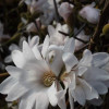 Магнолія зірка Magnolia stellata Waterlily ()