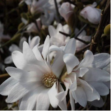 Магнолія зірка Magnolia stellata Waterlily ()