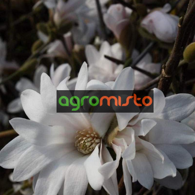 Магнолія зірка Magnolia stellata Waterlily ()