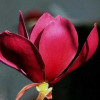 Магнолія Magnolia Red as Red ()