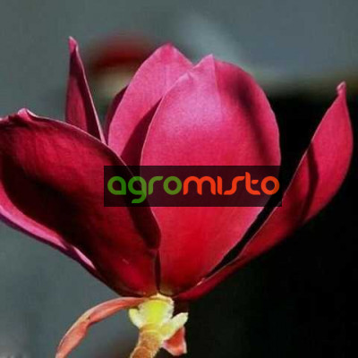 Магнолія Magnolia Red as Red ()