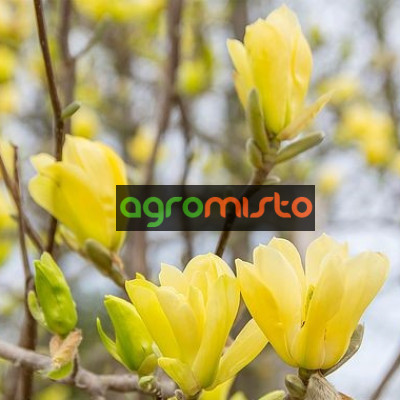 Магнолія жовта Magnolia Yellow Bird ()
