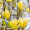 Магнолія жовта Magnolia Yellow Bird ()