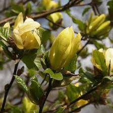Магнолія жовта Magnolia Yellow Latern ()