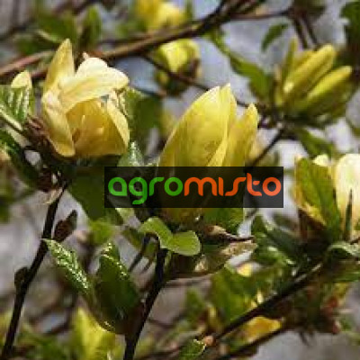 Магнолія жовта Magnolia Yellow Latern ()