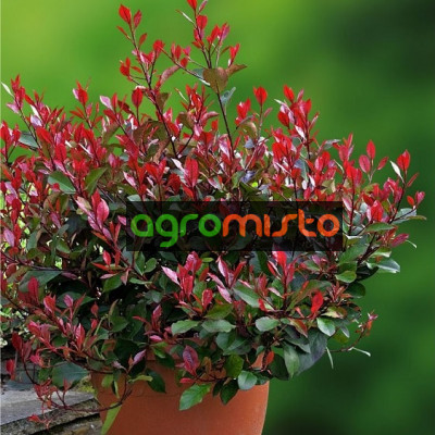 Фотинія Photinia Fraseri Little Red Robin (C2)