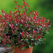 Фотинія Photinia Fraseri Red Robin (C5)