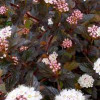 Пухироплідник Physocarpus opilifolius Diabolo (C3)