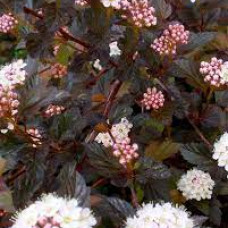 Пухироплідник Physocarpus opilifolius Diabolo (C3)