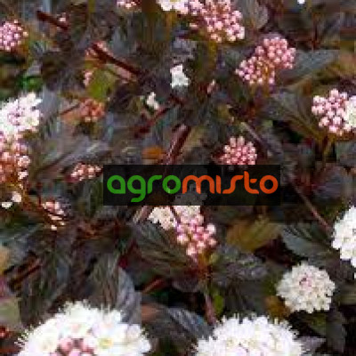 Пухироплідник Physocarpus opilifolius Diabolo (C3)