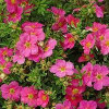 Лапчатка рожева Potentilla fruticosa Bellisima (С3)