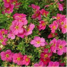 Лапчатка рожева Potentilla fruticosa Bellisima (С3)