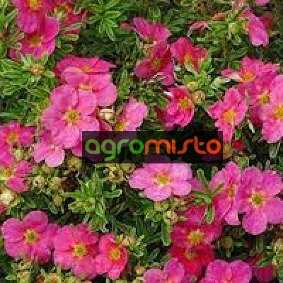 Лапчатка рожева Potentilla fruticosa Bellisima (С3)