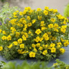 Лапчатка жовта Potentilla fruticosa Bella Lindsy (С3)
