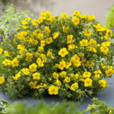 Лапчатка жовта Potentilla fruticosa Bella Lindsy (С3)