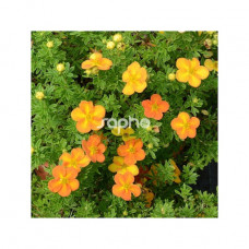 Лапчатка оранжева Potentilla fruticosa Bella Sol (С3)