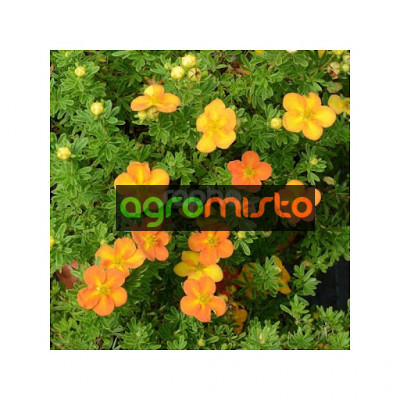 Лапчатка оранжева Potentilla fruticosa Bella Sol (С3)