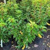 Лавровишня Prunus Lusitanica Brenelia (C5)