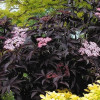 Бузина чорна Sambucus nigra Black Beauty (С2)