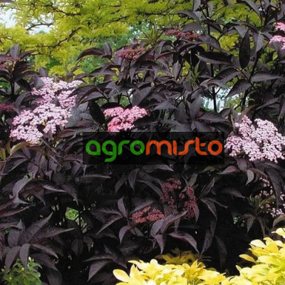 Бузина чорна Sambucus nigra Black Beauty (С2)
