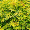 Бузина чорна Sambucus nigra Golden Tower (С2)