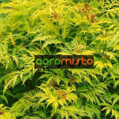 Бузина чорна Sambucus nigra Golden Tower (С2)