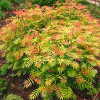 Рябинник Sorbaria sorbifolia Sem (С3)