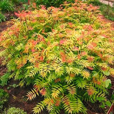 Рябинник Sorbaria sorbifolia Sem (С3)