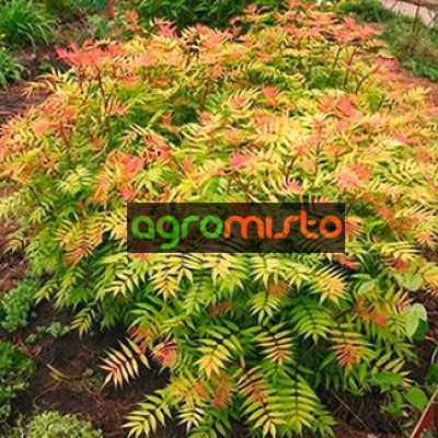 Рябинник Sorbaria sorbifolia Sem (С3)