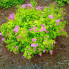 Cпірея Spiraea japonica Goldmound (C2)