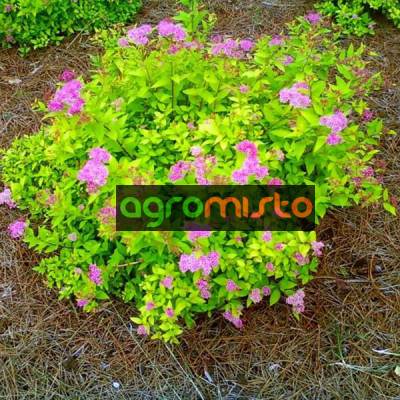 Cпірея Spiraea japonica Goldmound (C2)