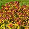 Cпірея Spiraea japonica Merlo Star (C3)
